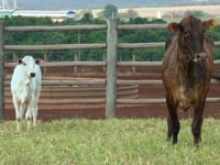 Lote 35