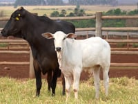 Lote 36