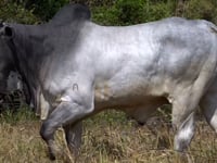 Lote 29