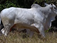 Lote 30