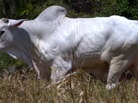 Lote 33