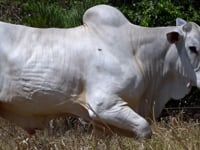 Lote 37