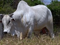 Lote 38