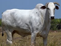 Lote 42