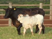 Lote 04
