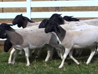 Lote 01