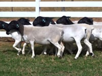 Lote 02