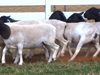 Lote 07