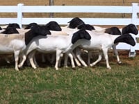 Lote 08