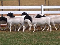 Lote 14