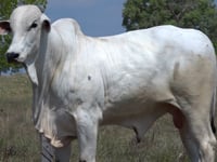 Lote 39