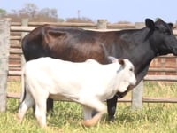 Lote 29