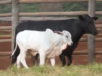Lote 38