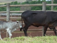 Lote 42