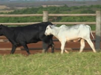 Lote 44