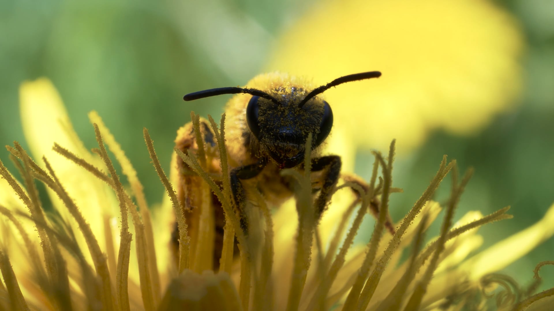 Documentales Endemicos