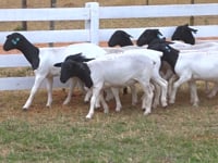 Lote 19