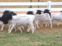 Lote 21