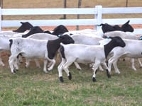 Lote 125