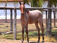Lote 45