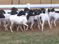 Lote 41