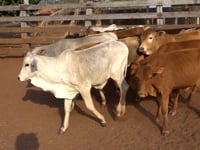 Lote 41
