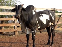 Lote 44