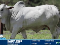 Lote 19