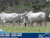 Lote 33