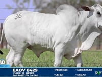 Lote 36