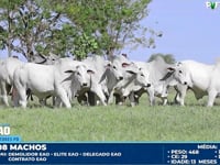 Lote 60