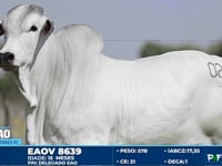 Lote 02