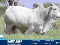Lote 03