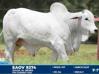 Lote 04