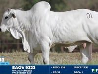 Lote 01