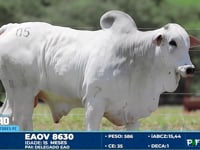 Lote 05