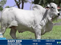 Lote 06
