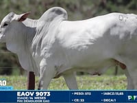 Lote 07