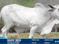 Lote 08