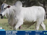 Lote 11