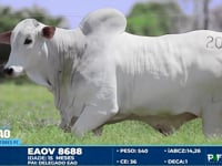 Lote 20