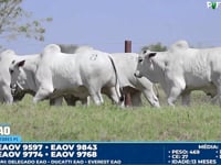 Lote 21