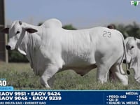 Lote 23