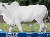 Lote 26
