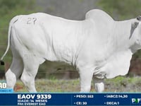 Lote 27