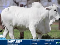 Lote 28