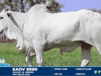 Lote 29
