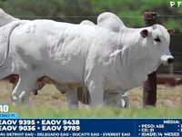 Lote 31