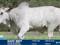 Lote 34