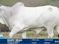 Lote 35